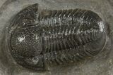 Detailed Proetid (Gerastos) Trilobite Fossil - Morocco #340246-1